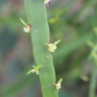 Muehlenbeckia